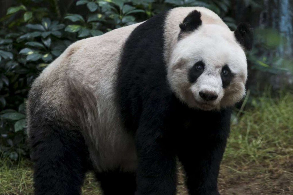 Johnson Panda Blindness risk for Jia Jia, world’s oldest captive panda | South China ...