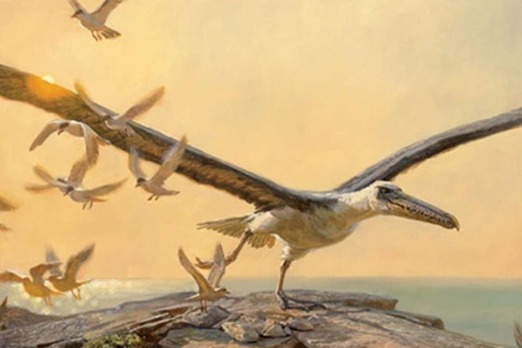 An artist’s impression of Pelagornis chilensis, a previously identified type of giant bird with bony teeth. Fossils from unidentified members of the same pelagornithid family have now been found in Antarctica. Photo: Nature / Scientific American
