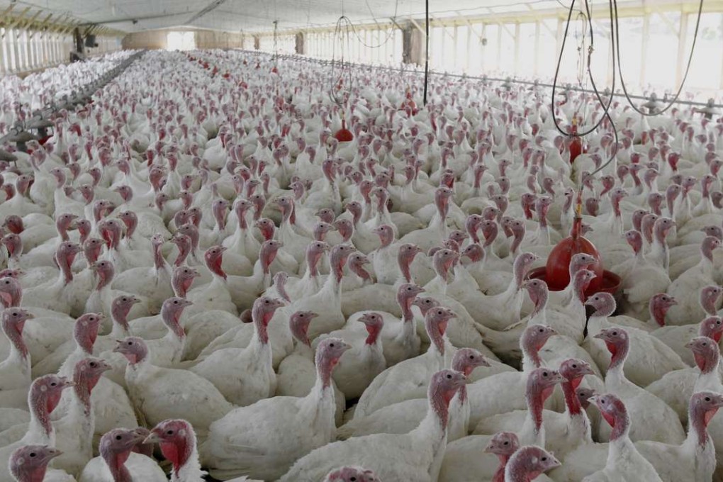 Turkeys raised without the use of antibiotics on a farm, in Lebanon, Pennsylvania, US. Photo: AP