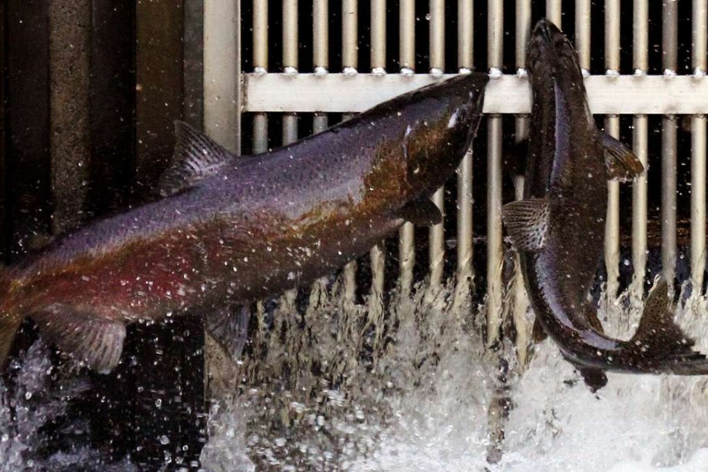Wild coho salmon return to Issaquah Creek during the annual fall migration in Issaquah, Washington state, in this 2012 file image. Photo: AP