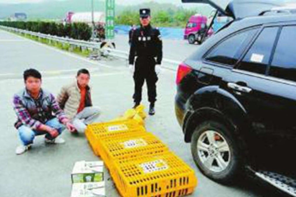 Two of the four wildlife smugglers, who have been sentenced up to 10 years, for illegal hunting, transporting and trading of six endangered wild red pandas. Photo: SCMP Pictures