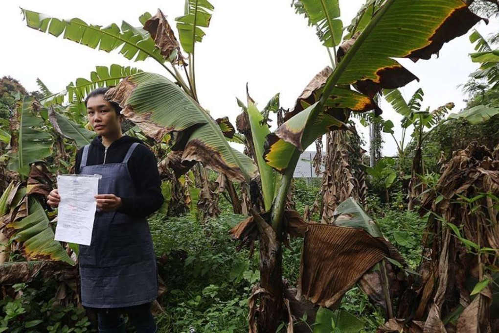 The founder of Mapopo Community Farm, Becky Au also said villagers and activists had vowed to stay and would seek legal advice.