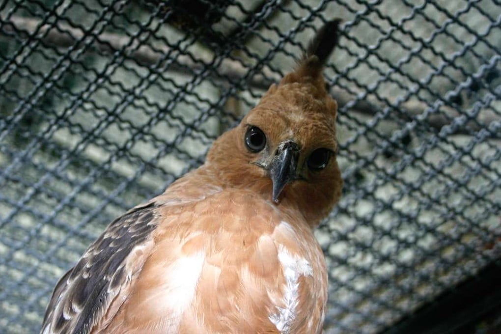 One of Indonesia’s national bird, the Javan Hawk-eagle, found in Sundaic Indonesia. Thirteen species of Indonesian birds, including the country's national bird the Javan Hawk-eagle, are at serious risk of extinction mainly due to the pet trade, a wildlife watchdog warned. Photo: AFP