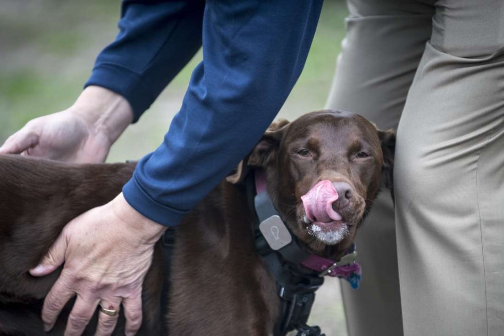 Tula licks her nose as her owner, Ken Kixmoeller, pets her during a visit to a dog park in Minneapolis. Photo: TNS