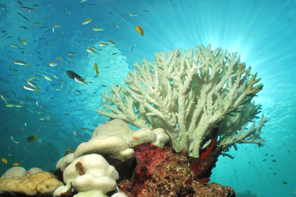 The colour of these hard corals in Thaiiland is due to bleaching, which is caused mainly by heat stress resulting from high sea temperatures.