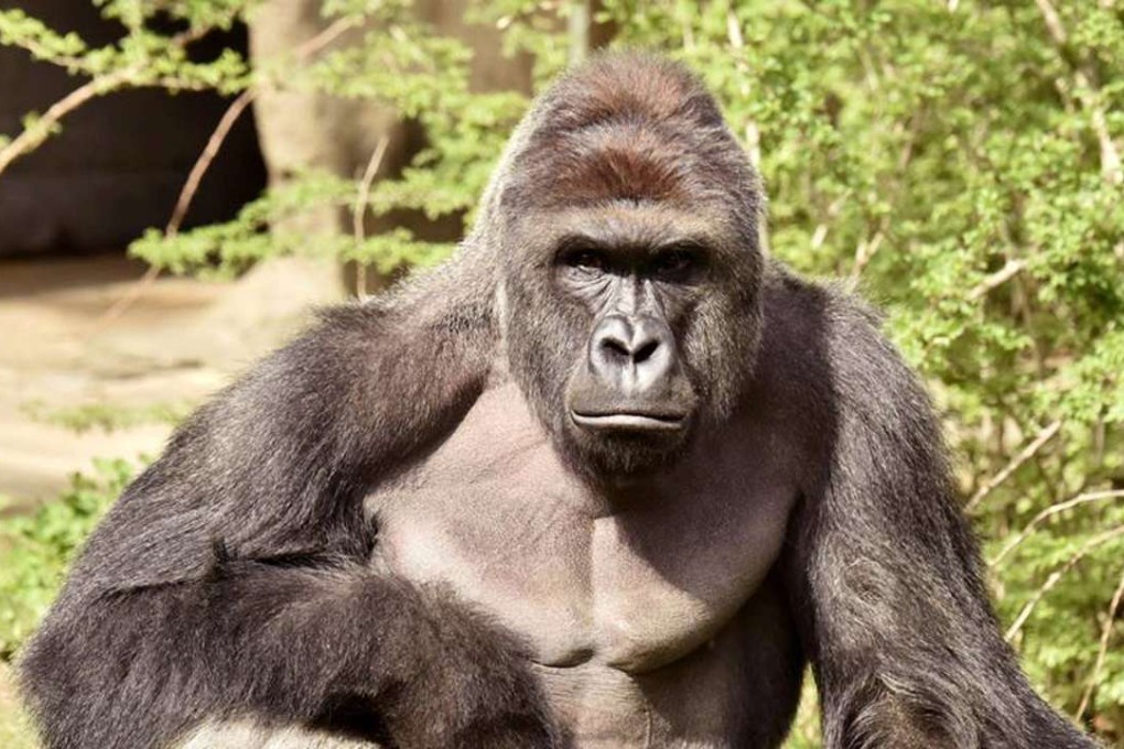 Harambe, the 17-year-old gorilla that was shot dead by zookeepers. Photo: Reuters