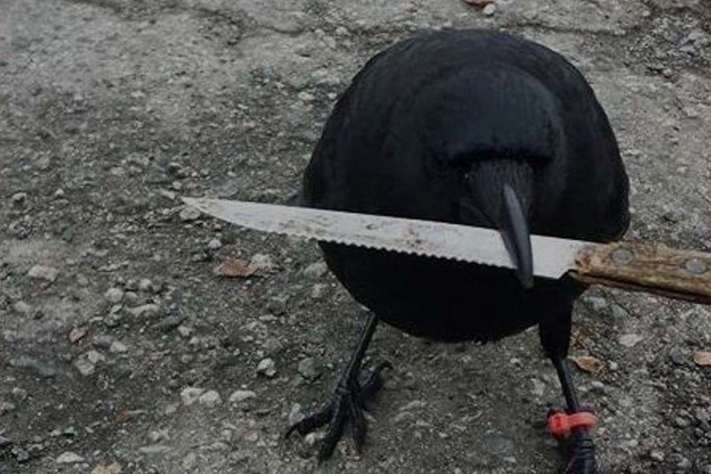 It’s not the first time Canuck the crow has been caught stealing stuff. Photo: Shawn Bergman