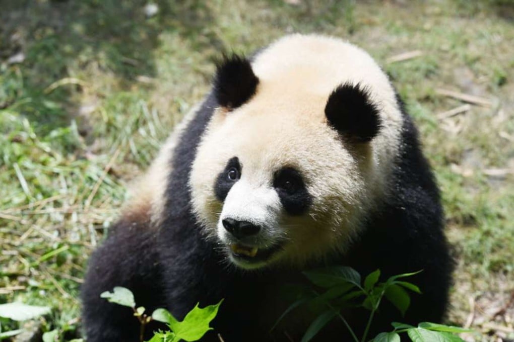According to China’s State Administration of Forestry, 1,864 pandas remained in the wild, with another 375 in captivity, as of the end of 2013. Photo: Xinhua