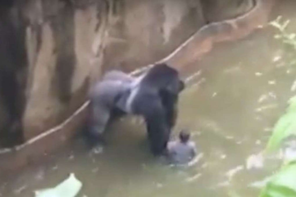 Harambe the gorilla kneels over a four-year-old boy who tumbled into the animal’s enclosure at Cincinnati Zoo; soon afterwards, Harambe was shot dead. Photo: YouTube