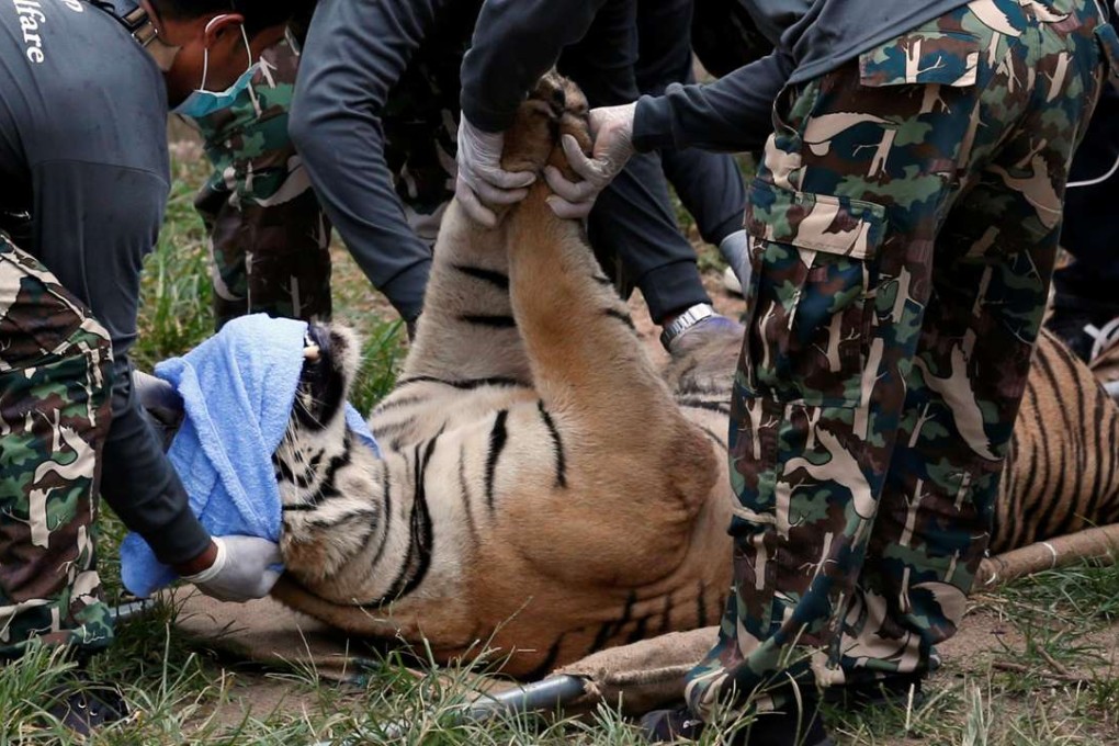 A sedated tiger is stretchered as officials start moving tigers from Thailand’s controversial Tiger Temple, a popular tourist destination which has come under fire in recent years over the welfare of its big cats in Kanchanaburi province, west of Bangkok, Thailand. Photo: Reuters