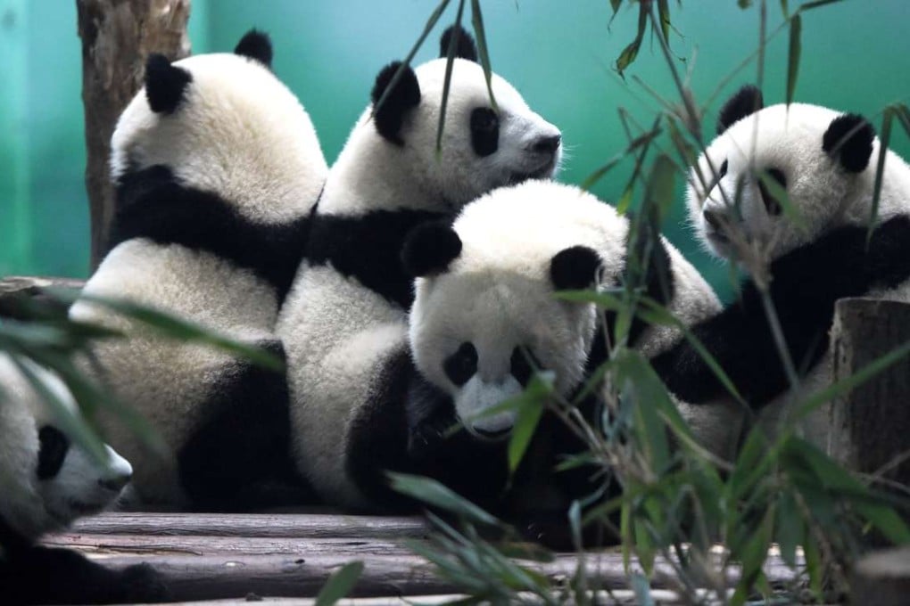 The number of giant pandas in the wild reached 1,864 at the end of 2013, according to China’s latest national survey. Photo: Xinhua