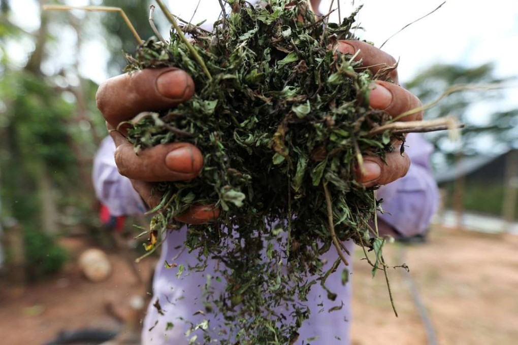 A farmer holds harvested and dry stevia leaves at a plantation in Lima, Paraguay. Stevia from China was seized by the US because it was allegedly made by convict labour. Photo: Reuters