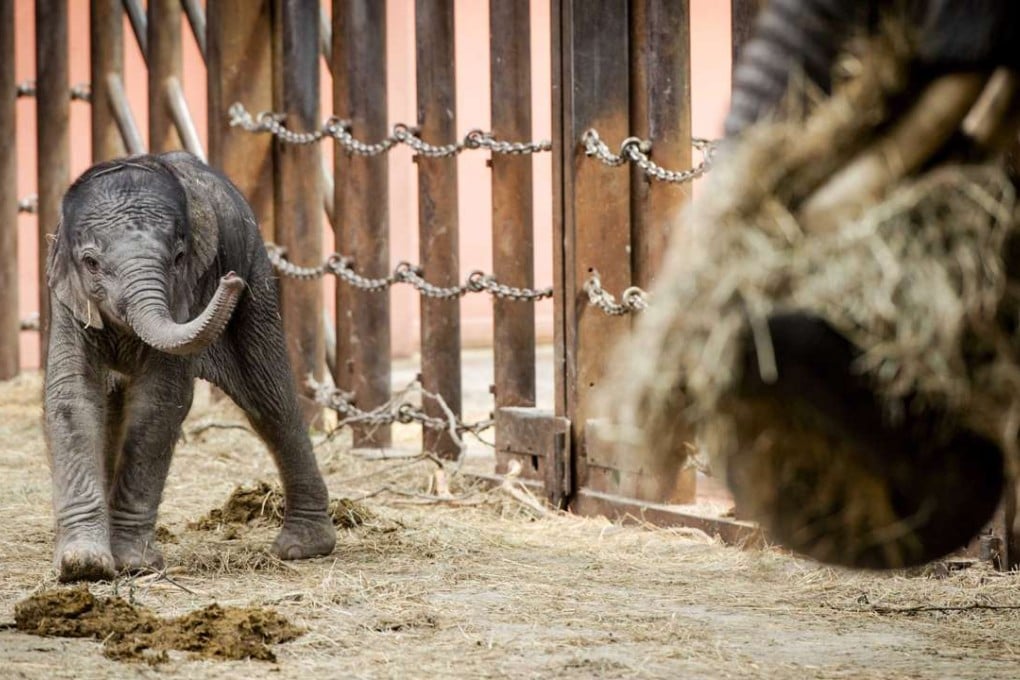 Greens party lawmaker Jeremy Buckingham claimed: ‘It’s sick to shoot and kill an elephant for thrills.’ Photo: EPA