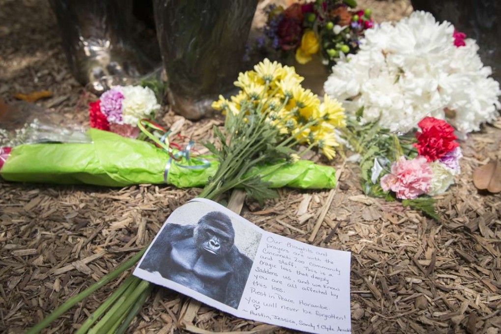 A sympathy card lies at the feet of a gorilla statue outside the Gorilla World exhibit at the Cincinnati zoo where a male gorilla named Harambe was killed, for fear he would hurt a young boy who had fallen into his enclosure. Photo: AP
