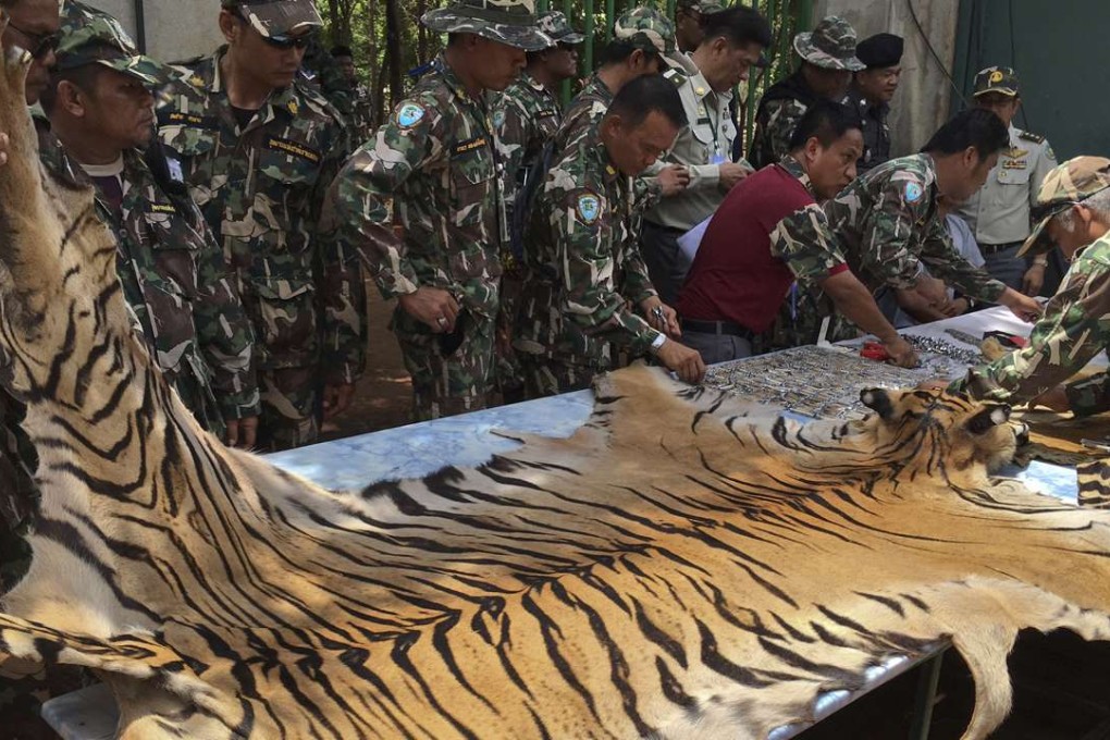 National Parks and Wildlife officers examine the skin of a tiger at the Tiger Temple. Photo: AP