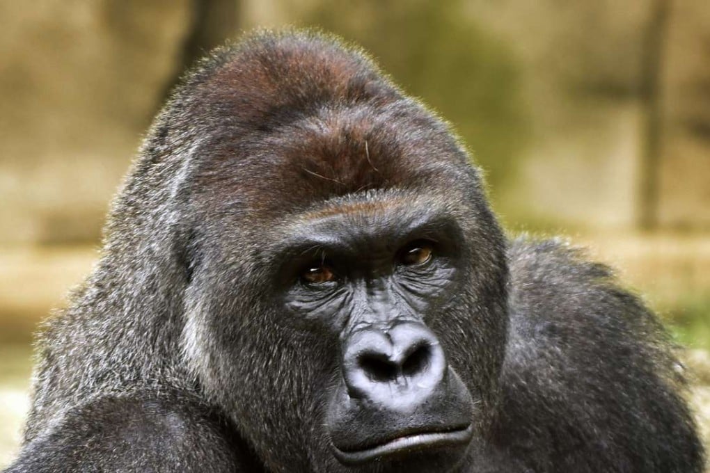 Harambe, a western lowland gorilla, who was fatally shot at Cincinnati Zoo. Photo: AP
