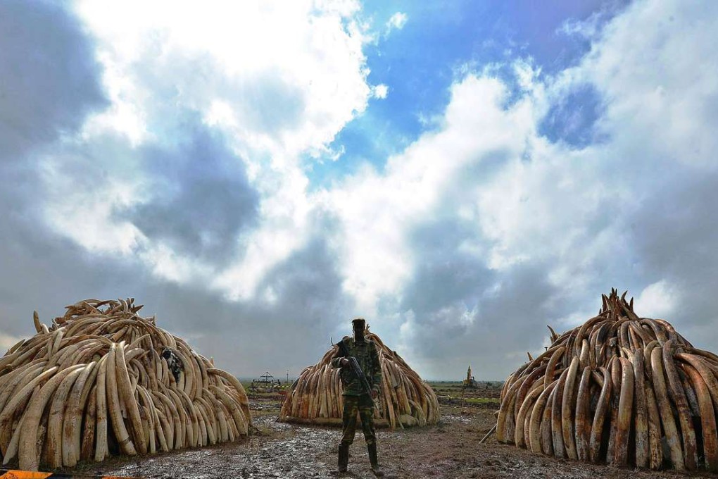 Illegal ivory confiscated from poachers in Kenya. Photo: AFP