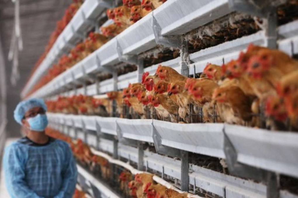 Normal government practice is that a 21-day suspension should follow the discovery of a bird flu virus. Photo: Sam Tsang