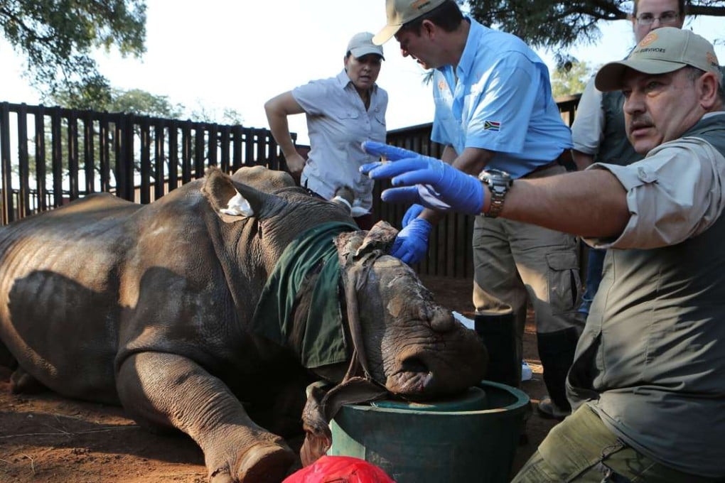 Hope the rhino is prepared for surgery, headed by veterinarian Gerhard Steenkamp (right). Photo: AP