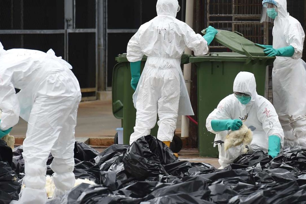 The culling of birds and suspension of sales of live chickens is prudent; equally important is to fine-tune surveillance of cross-border chicken imports. Photo: Xinhua