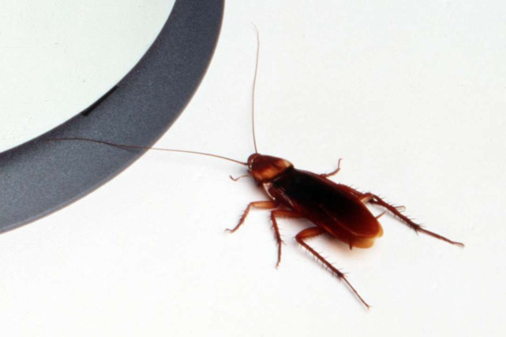 A cockroach is not an emergency, according to South Korea’s 119 service. Photo: SCMP Pictures