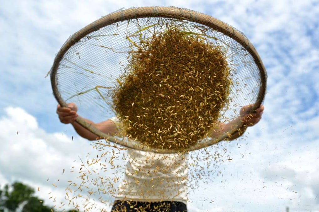 A sieve is used to remove large debris from rice freshly harvested from the paddy fields in Long Valley, Sheung Shui. Photo: Thomas Yau