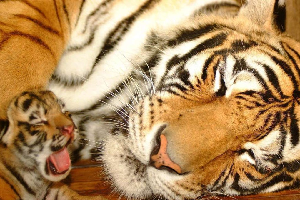 Southeast Asia is struggling to stem a billion-dollar wildlife trade fuelled by Chinese demand. Photo: EPA