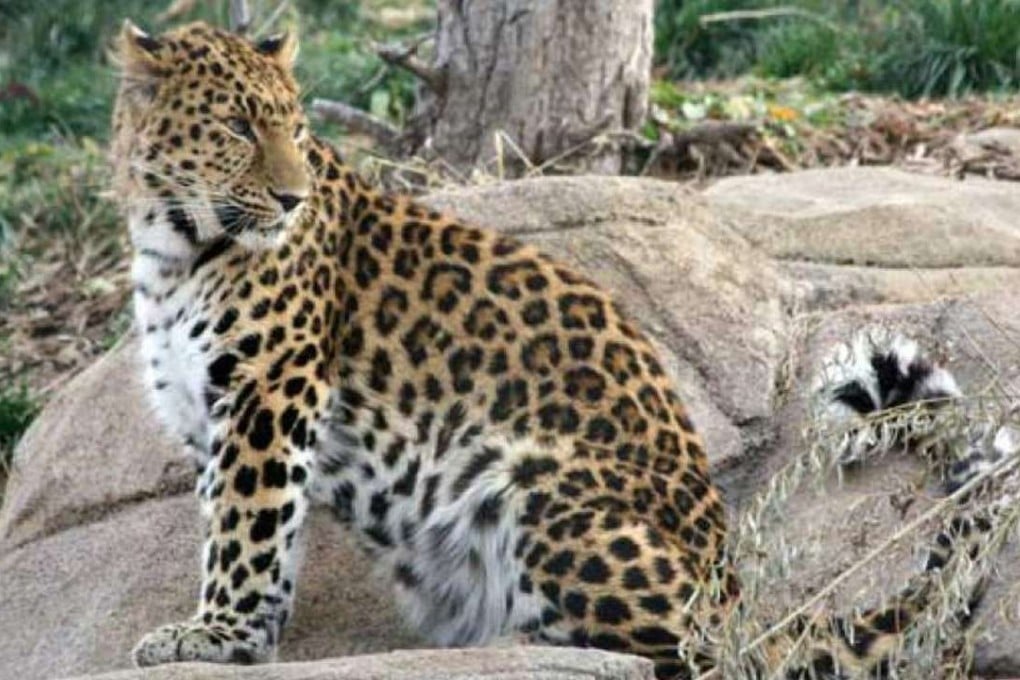 Zeya the Amur leopard was tranquilised after somehow making her way out of her enclosure. Photo: Hogle Zoo