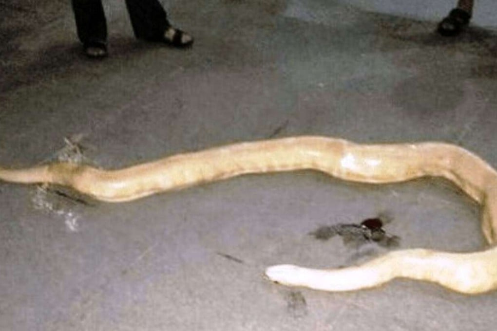 A startled family found the unconscious reptile lying on ground inside their residential compound. Photo: Sina.cn