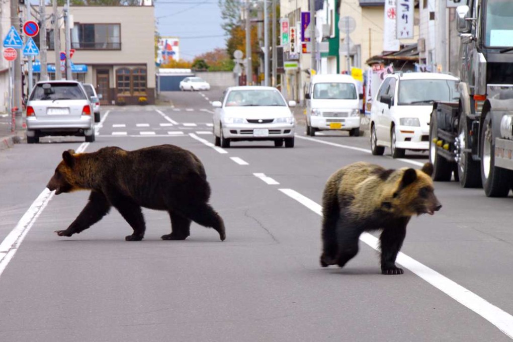 Two large bears walk down the street in Shari town in Japan's northern island of Hokkaido in 2010. APhoto: AFP