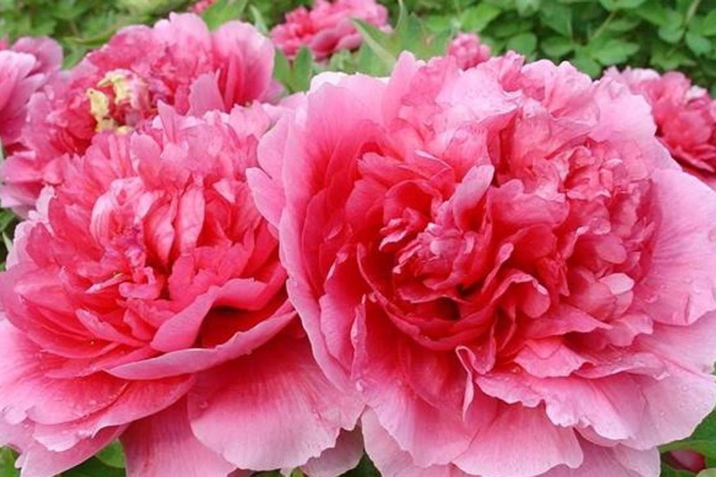 Tree peony seeds yield oil that is has equal portions of omega-3 and omega-6 fat. Photo: SCMP Pictures