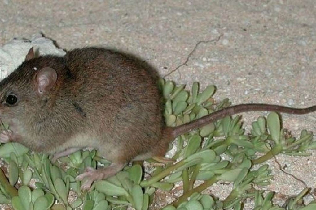 The Bramble Cay melomys, an Australian Great Barrier Reef rodent, has become extinct, scientists say. Photo: Queensland government.