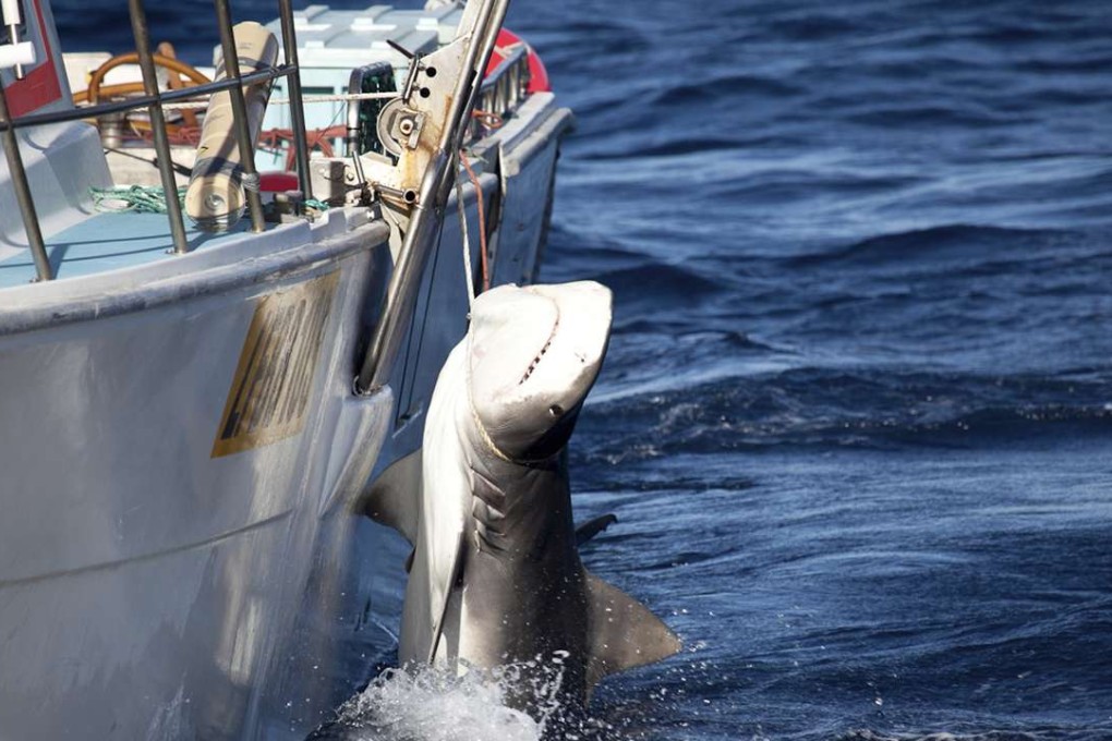Attempts are being made to try and justify the continued slaughter of the world’s sharks. Photo: AP