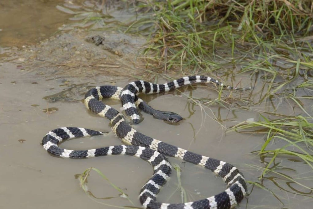 The Many-banded kraitsnake is Hong Kong’s most venomous snake and is among the 10 most toxic snakes in the world. Photo: AFCD
