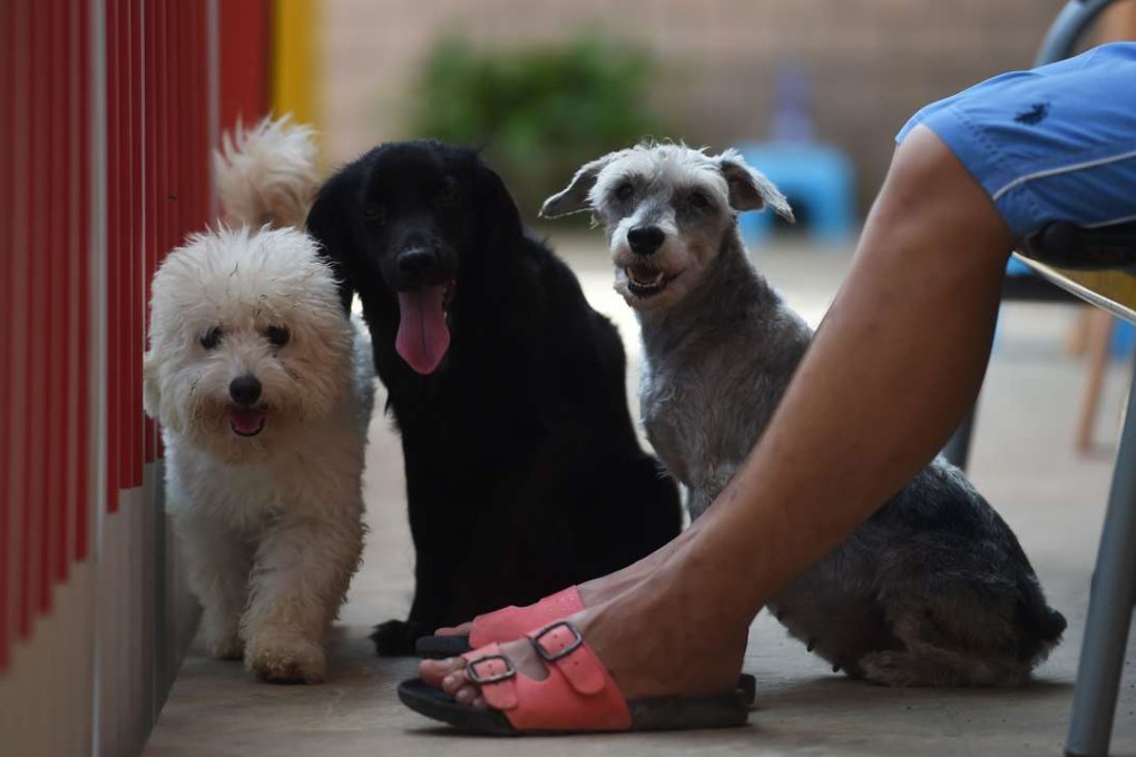 Dogs at a shelter set up by animal activists in Yulin, Guangxi. Photo: AFP