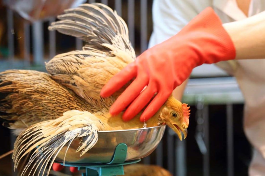 Chickens raised on farms in Hong Kong currently require two injections against the H5 virus. Photo: David Wong