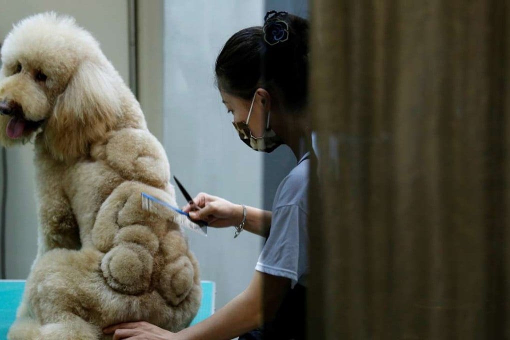 Lee Mei-chen cuts a teddy bear into the fur of a dog in Taiwan. Photo: Reuters