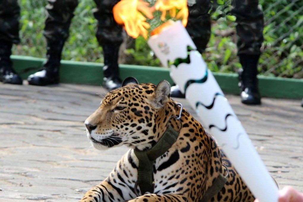 Juma the jaguar appears docile during the ceremony in Manaus. Photo: AFP