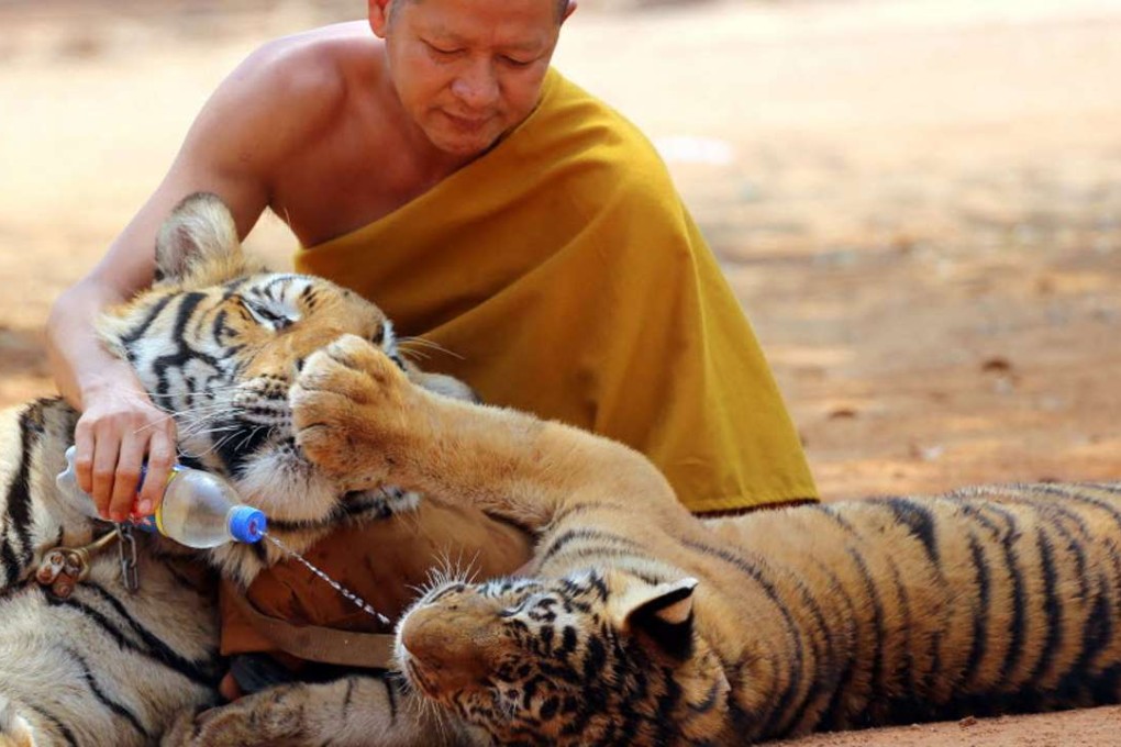 A Buddhist monk feeds water to a tiger at the Tiger Temple in Kanchanaburi province. Photo: AP