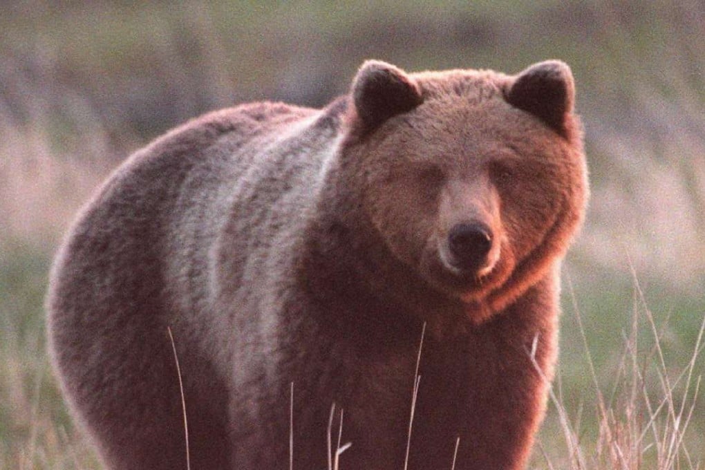 Male brown bears kill cubs to trigger a period of sexual receptivity, a study finds. Photo: AP