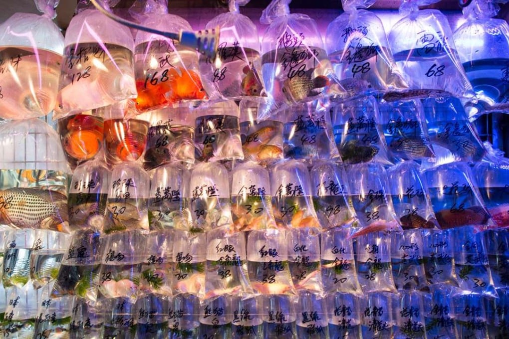 One of the goldfish shops on the Hong Kong goldfish market. From the exhibition Hong Kong Goldfish Market at Brooklyn Bridge Park, New York. Photo: Copyright Janus van den Eijnden