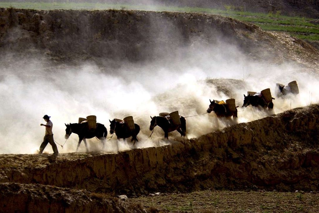 A man leads donkeys across a dusty road in China’s Gansu province. The biggest challenge for the e-jiao industry is the shrinking size of donkey farming. Photo: AP