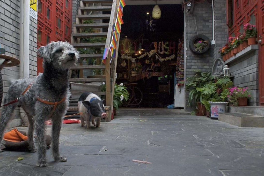 The entrance to Chilli Crush, with resident dog and pig greeting patrons, in Beijing. Photos: Bibek Bhandari.