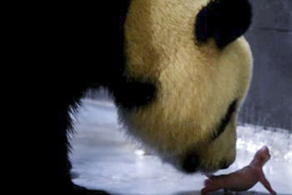Xin Xin with one of her newborn panda cubs. Photo: Macau Government Information Bureau