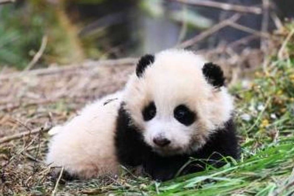 Three-year-old Huayuan has completed her training programme ahead of being released into the wild in Sichuan province. Photo: SCMP Pictures