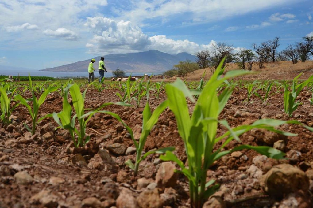 Monsanto workers tend to genetically modified corn sprouts in a field of test hybrids in a breeding nursery near Kihei, Hawaii. Photo: AP