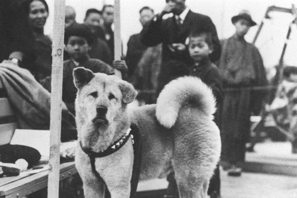 Hachiko, an Akita dog born on a farm near the city of Odate in Japan. He has become legendary for his supposed loyalty to his owner, which continued for ten years after the latter’s death.