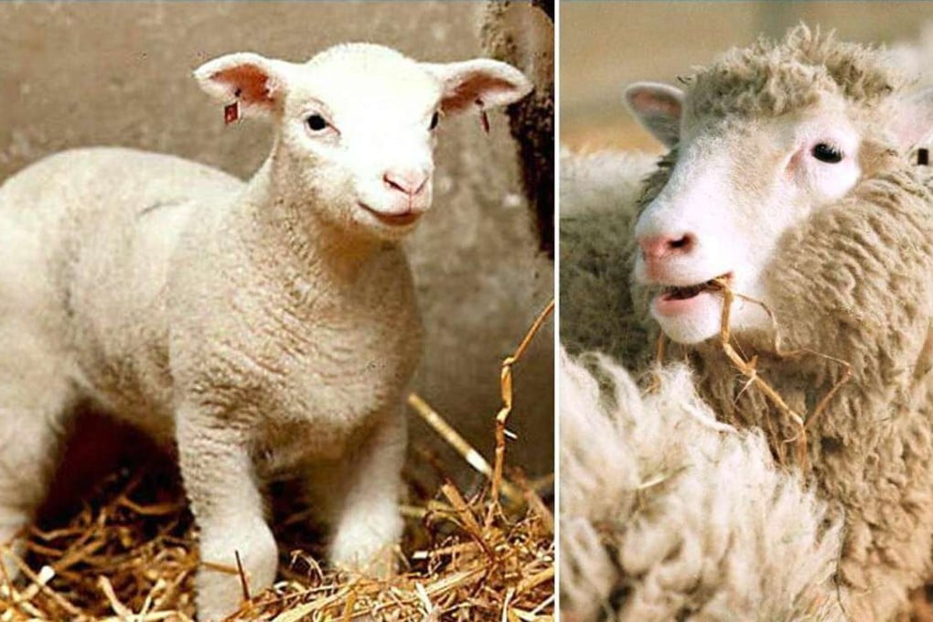 Dolly the cloned sheep born on February 1997 (right) and Polly the cloned sheep born on July 1997. Photo: AFP
