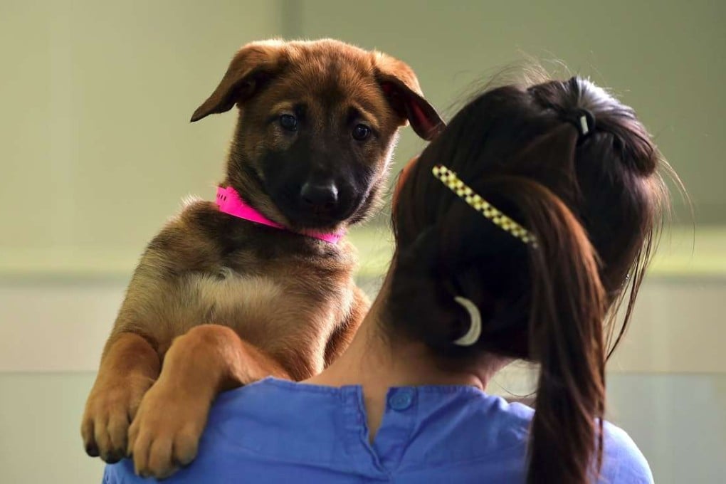 A South Korean researcher holding a cloned dog in her arms. Photo: AFP