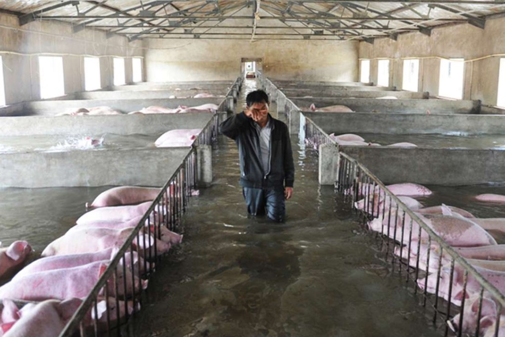 A farmer bids a tearful farewell to his pigs, who he expected would die on his flooded property. Photo: SCMP
